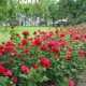 В Севастополе расцветут 40 тыс. кустов роз