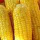 Япония отказалась покупать украинскую кукурузу из-за низкого качества
