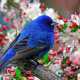 В Крыму музыканты будут ловить «синюю птицу»