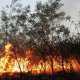 Пожарную опасность в лесах Крыма признали чрезвычайной