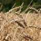 Погода отнимет у Крыма 600 тысяч тонн зерна