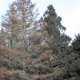 В Симферополе из-за неизвестной болезни засохли более 120 хвойных деревьев