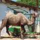 Зооуголок Детского парка Симферополя пополнился верблюдом и страусами