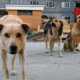 : В Севастополе собак убивают за деньги горожан
