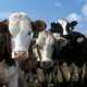 Средства на создание аграрной биржи в Крыму направят на животноводство
