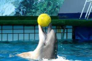 В Береговом построят лечебный дельфинарий и аквапарк