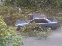 В Саках ветер свалил дерево на два автомобиля