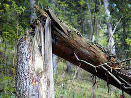 В Крыму из-за урагана массово падали деревья