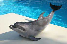В Феодосии появится дельфинарий