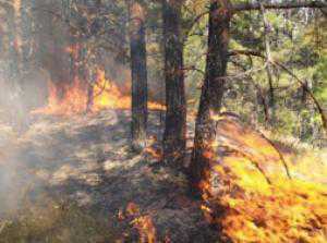 Молния ударила в дерево: в Ялтинском заповеднике сгорело два гектара леса