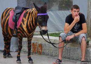 Туристов призывают не фотографироваться с животными на крымских набережных: негуманно и опасно
