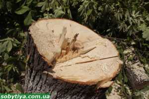 Прокуратура проверяет законность вырубки лесополосы у водохранилища Бахчисарая