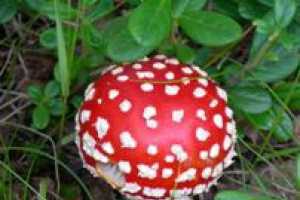 В Крыму двое подростков отравились грибами