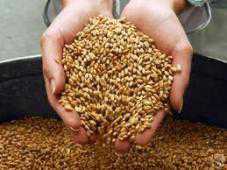 В Крыму намолотили почти 700 тыс. тонн зерна