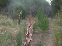 Правоохранители нашли в Крыму замаскированную в саду плантацию конопли