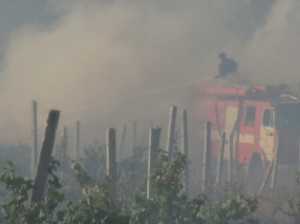 В Севастополе сгорело 40 гектаров виноградников