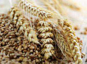 В Крыму убрали ранние зерновые: намолотили почти 800 тыс. тонн зерна