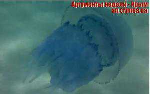В Крыму нашествие медуз пугает отдыхающих