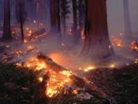 Власти пообещали скоро потушить лесной пожар возле Ялты