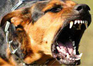 В Крыму селянин охранял наркоплантацию бойцовскими собаками