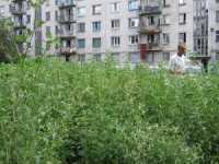 Коммунальщики начали косить в Столице Крыма амброзию