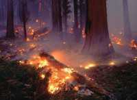 С начала года в Крыму сгорело 26 га леса