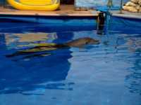В Севастополе в дельфинарии родился дельфин