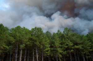 В Херсонской области горит 1500 гектаров леса. МЧС Крыма отправилось на помощь