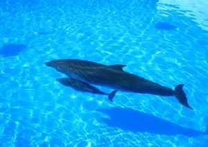 В Севастопольском дельфинарии родился очаровательный дельфинёнок Сева