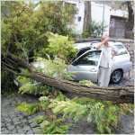 Дерево упало на машину и перегородило улицу Демидова