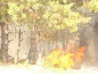 Возле Севастополя сгорело 4 га леса