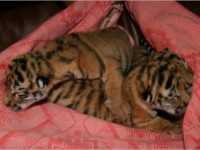 В зоопарке в Ялте родились шестеро тигрят