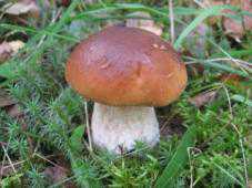 В Бахчисарайском районе 4 человека отравились грибами