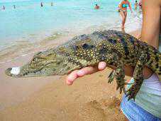Под Феодосией пляжный фотограф издевался над крокодилом