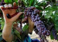 Под Севастополем запланировали собрать 26 тыс. тонн винограда