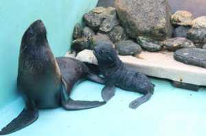 В Севастопольском дельфинарии не знают, кто отец новорожденного морского котика