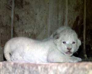 В «Тайгане» родились белые львята