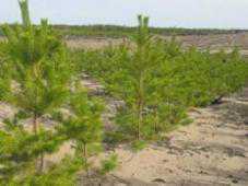 До конца года в Крыму посадят 1079 га леса