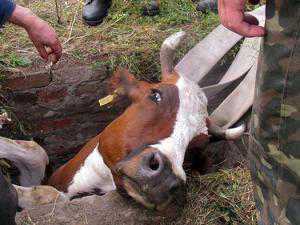 Под Керчью сотрудники МЧС спасли корову, провалившуюся в люк