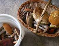 Возле Бахчисарая четыре человека отравились грибами