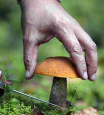 В Крыму следующее отравление грибами: пострадало шестеро