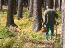 МЧС призывает грибников быть осторожными в крымских лесах