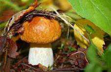 В Симферополе семья отравилась грибами