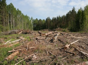 Кооперативу не дали застроить земли Алуштинского лесхоза