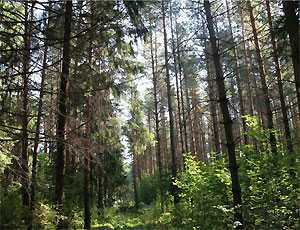 В Крыму собака вернулась с лесной прогулки без хозяина