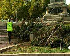 В Севастополе в центре города рубят ели