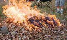 В Столице Крыма за сжигание листвы будут наказывать штрафом