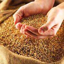 Украина ввела полный запрет на экспорт пшеницы