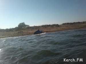 На керченском побережье погиб дельфин