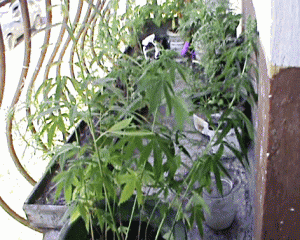 Севастополец сел на три года за выращивание конопли на балконе